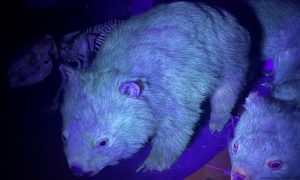 Fluorescing wombats